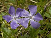 Vinca major 8, Grote maagdenpalm, Saxifraga-Willem van Kruijsbergen