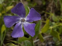 Vinca major 9, Grote maagdenpalm, Saxifraga-Jan van der Straaten