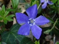 Vinca minor 01, Kleine maagdenpalm, AHB  Kleine maagdenpalm, Vinca minor Hardenberg-Heemse op 17 april 2018 Validatie Niels Eimers Zie https://waarneming.nl/waarneming/view/154808364