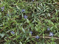 Vinca minor 11, Kleine maagdenpalm, Saxifraga-Willem van Kruijsbergen