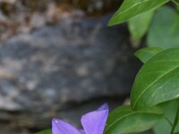Vinca minor 12, Kleine maagdenpalm, Saxifraga-Simone van Velzen