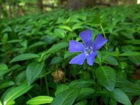 Vinca minor 13, Kleine maagdenpalm, Saxifraga-Ed Stikvoort