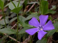 Vinca minor 14, Kleine maagdenpalm, Saxifraga-Ed Stikvoort