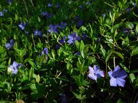 Vinca minor 15, Kleine maagdenpalm, Saxifraga-Ed Stikvoort