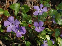Vinca minor 2, Kleine maagdenpalm, Saxifraga-Jan van der Straaten