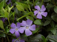Vinca minor 3, Kleine maagdenpalm, Saxifraga-Willem van Kruijsbergen