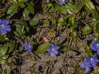 Vinca minor 31, Kleine maagdenpalm, Saxifraga-Jan van der Straaten