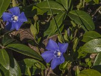 Vinca minor 32, Kleine maagdenpalm, Saxifraga-Jan van der Straaten