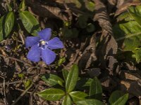 Vinca minor 34, Kleine maagdenpalm, Saxifraga-Jan van der Straaten