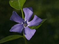 Vinca minor 4, Kleine maagdenpalm, Saxifraga-Jan van der Straaten