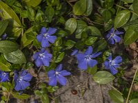 Vinca minor 42, Kleine maagdenpalm, Saxifraga-Jan van der Straaten