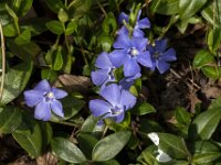 Vinca minor 43, Kleine maagdenpalm, Saxifraga-Jan van der Straaten