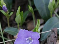 Vinca minor 5, Kleine maagdenpalm, Saxifraga-Rutger Barendse