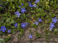 Vinca minor 53, Kleine maagdenpalm, Saxifraga-Jan van der Straaten