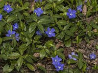 Vinca minor 54, Kleine maagdenpalm, Saxifraga-Jan van der Straaten