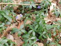 Vinca minor 6, Kleine maagdenpalm, Saxifraga-Rutger Barendse