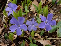 Vinca minor 66, Kleine maagdenpalm, Saxifraga-Ed Stikvoort
