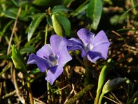 Vinca minor 7, Kleine maagdenpalm, Saxifraga-Rutger Barendse