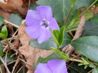 Vinca minor 8, Kleine maagdenpalm, Saxifraga-Rutger Barendse