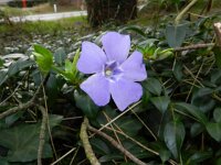 Vinca minor 9, Kleine maagdenpalm, Saxifraga-Rutger Barendse