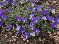 Viola  dacica 2, Saxifraga-Harry Jans
