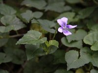 Viola anagae 1, Saxifraga-Dirk Hilbers