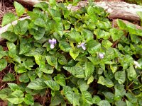 Viola anagae 2, Saxifraga-Hans Grotenhuis