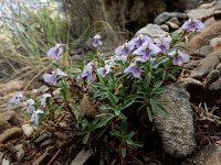 Viola arborescens 1, Saxifraga-Ed Stikvoort