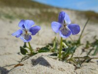 Viola canina 17, Hondsviooltje, Saxifraga-Ed Stikvoort