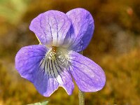 Viola canina 2, Hondsviooltje, Saxifraga-Hans Dekker