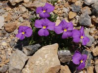 Viola cenisia 1, Saxifraga-Harry Jans