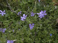 Viola cornuta 7, Hoornviooltje, Saxifraga-Willem van Kruijsbergen