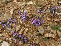 Viola doerfleri 2, Saxifraga-Harry Jans