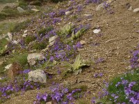 Viola doerfleri 4, Saxifraga-Harry Jans