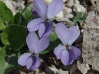 Viola hirta 1, Ruig viooltje, Saxifraga-Jan van der Straaten