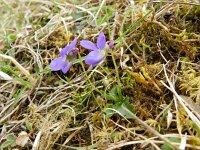 Viola hirta 15, Ruig viooltje, Saxifraga-Rutger Barendse