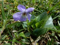Viola hirta 18, Ruig viooltje, Saxifraga-Ed Stikvoort : Meijendel s9900