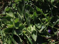 Viola hirta 8, Ruig viooltje, Saxifraga-Hans Boll