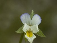 Viola kitaibeliana 1, Saxifraga-Marijke Verhagen