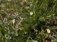 Viola kitaibeliana 6, Dwergviooltje, Saxifraga-Ed Stikvoort : Jerevan - Garni s9900