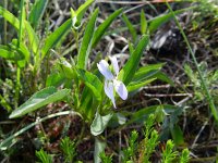 Viola lactea 1, Saxifraga-Rutger Barendse