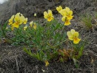 Viola lutea ssp calaminaria 66, Zinkviooltje, Saxifraga-Ed Stikvoort