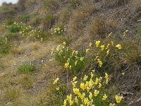Viola lutea ssp calaminaria 72, Zinkviooltje, Saxifraga-Ed Stikvoort