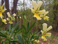 Viola lutea ssp calaminaria 74, Zinkviooltje, Saxifraga-Ed Stikvoort