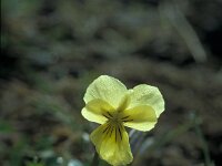 Viola lutea ssp calaminaria 76, Zinkviooltje, Saxifraga-Jan van der Straaten