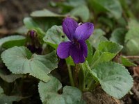 Viola odorata 1, Maarts viooltje, Saxifraga-Willem van Kruijsbergen