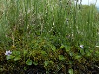 Viola palustris 23, Moerasviooltje, Saxifraga-Ed Stikvoort : Notre Dame de l'Hermitage Pierre-sur-Haute Vallée de Fossat s990