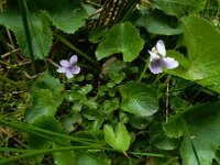 Viola palustris 25, Moerasviooltje, Saxifraga-Ed Stikvoort : Pierre de Haute s9900