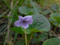 Viola palustris 28, Moerasviooltje, Saxifraga-Ed Stikvoort
