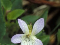Viola persicifolia 1, Melkviooltje, Saxifraga-Hans Dekker